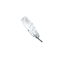 Kawka Studio fotografia